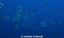 Batfish Shool by Gabriele Pastonchi 